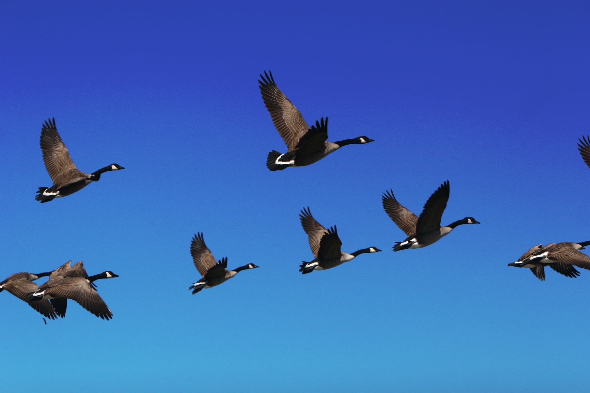 Bandada de gansos volando en formación contra un cielo azul
